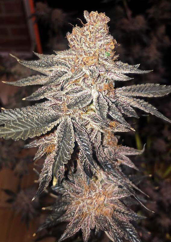 Jelly Breath Strain Burning Bush Nurseries